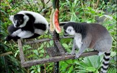 Cuc Phuong national park