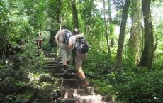 Trekking through jungle