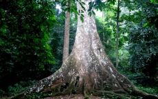 Cuc Phuong national park